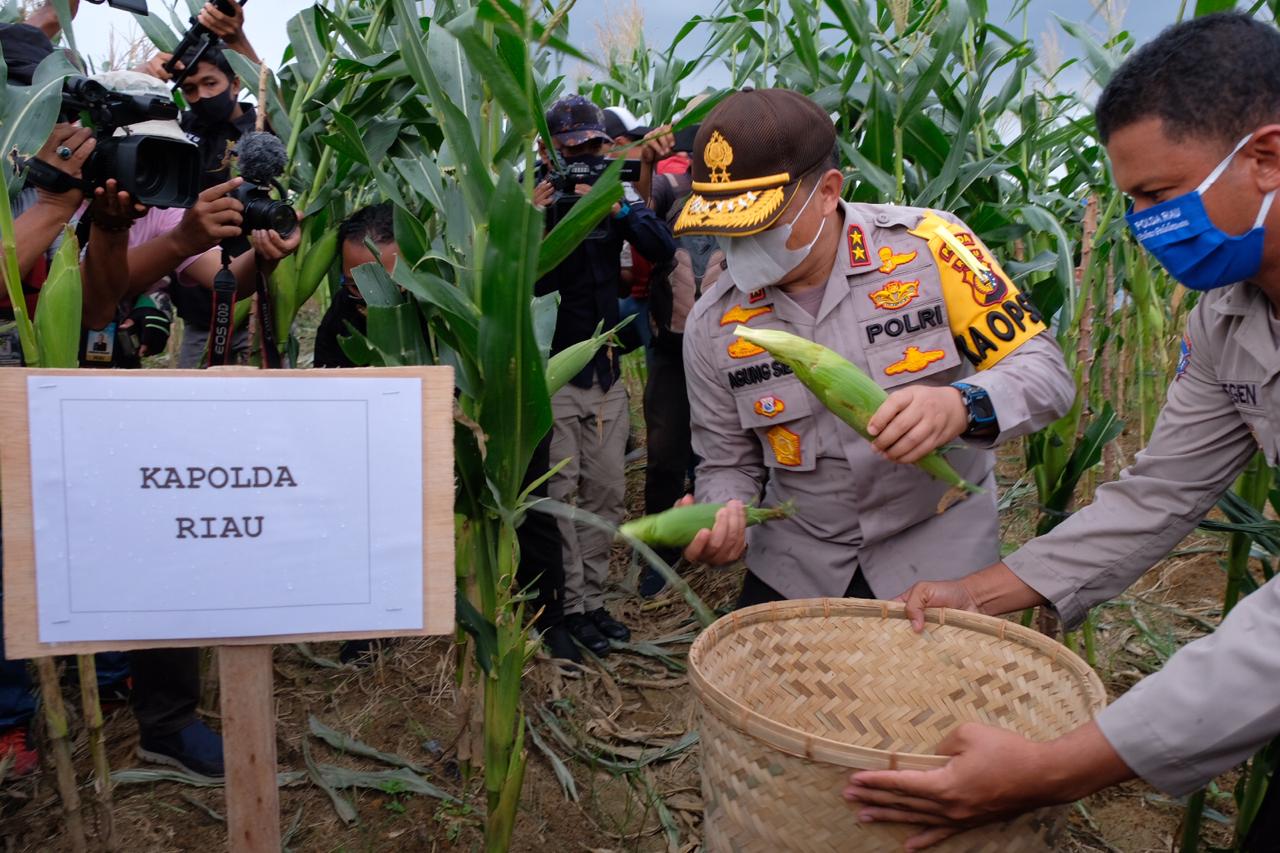 Kapolda Riau Turun Langsung Panen Raya Jaga Kampung Dan Penjualan Hasil Panen Yang Melimpah